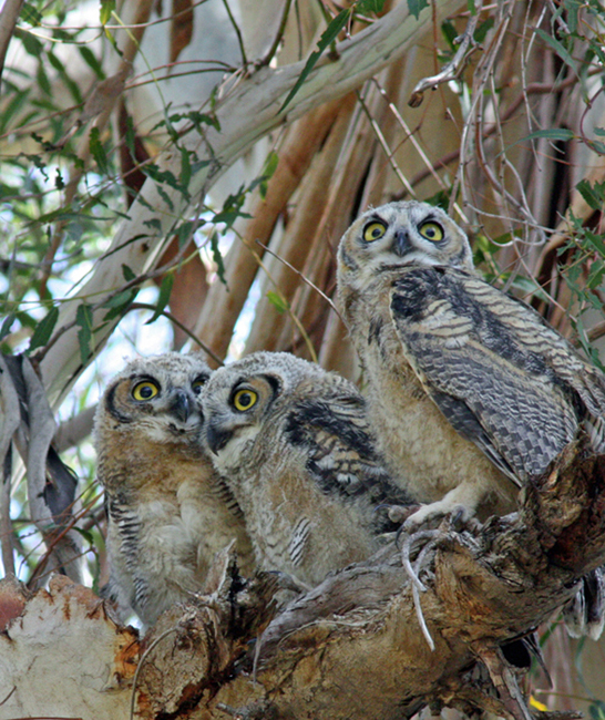 Great Horned Owls, San Fernando Valley. Photo by Patricia Bates