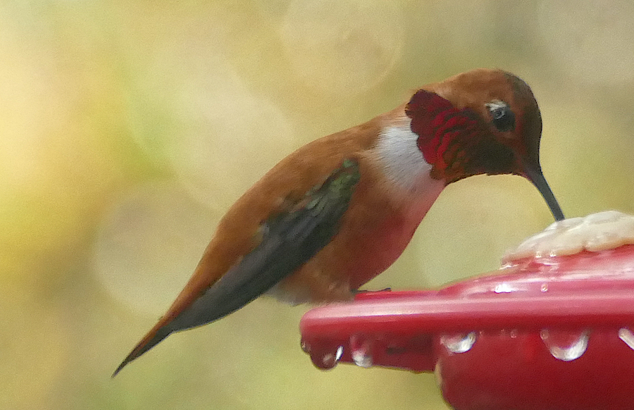 Rufous Hummingbird