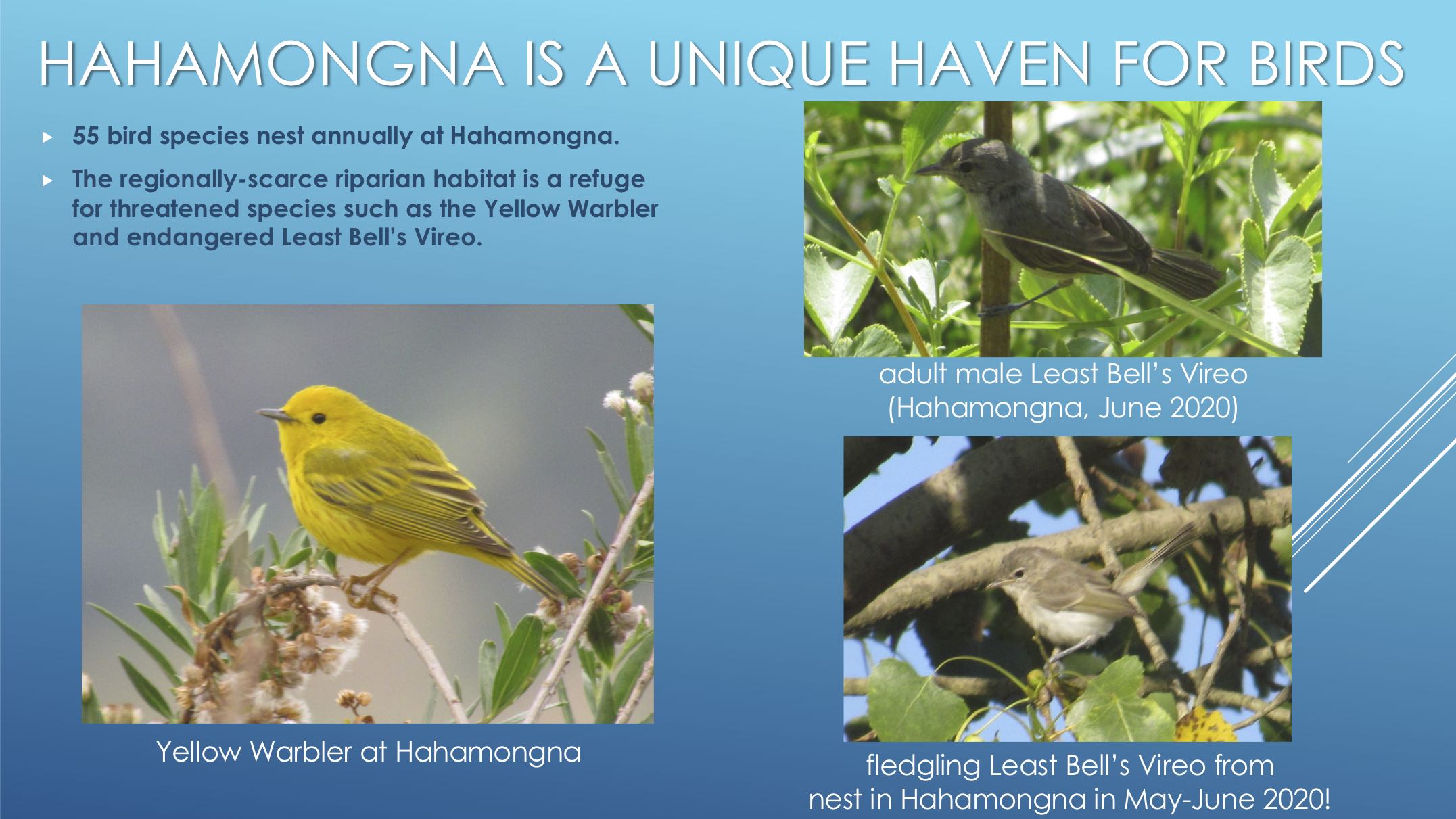 hahamonga is a unique haven for birds