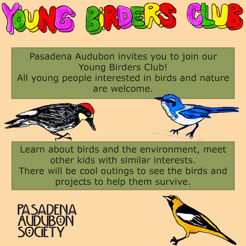 Young Birders Club
