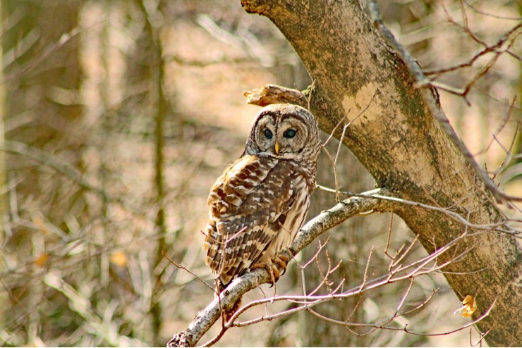 Barred Owl. Photo by Dave Weeshoff