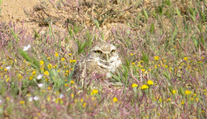Burrowing Owl, Tejon Ranch, Los Angeles Co. CA. Photo by Tom Hinnebusch