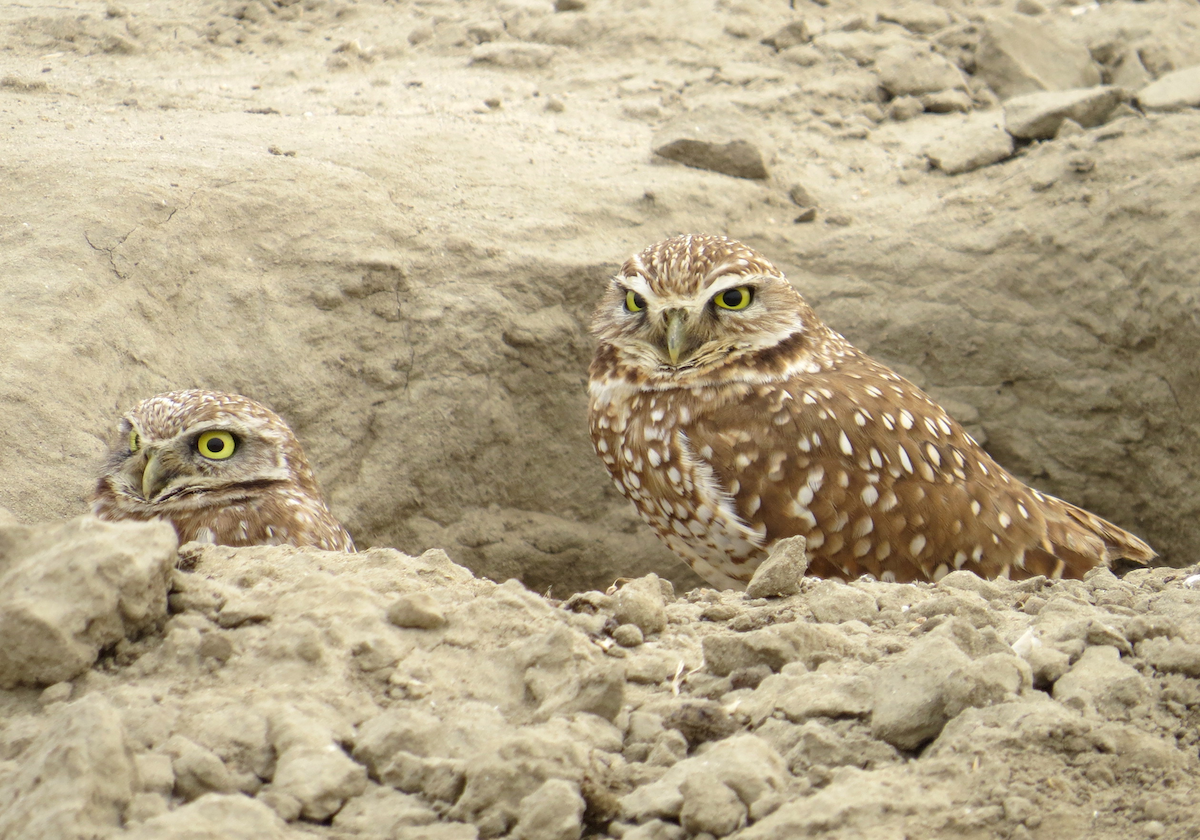 Burrowing Owls, Pixley NWR, Tulare Co. CA. Photo by Tom Hinnebusch