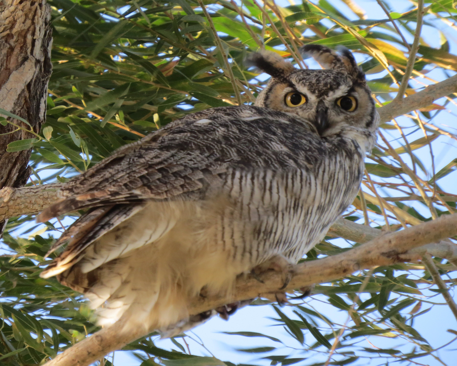 Great Horned Owl, Piute Ponds. Photo by Chris Spurgeon