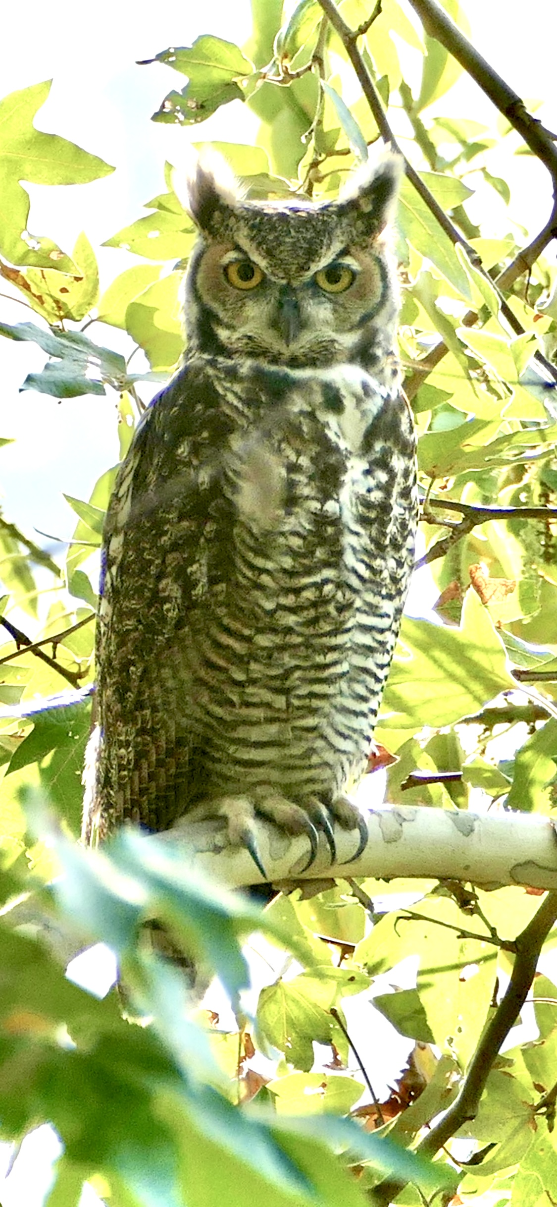 Great Horned Owl, Pasadena, CA. Photo by Leah E. Mintz, MD