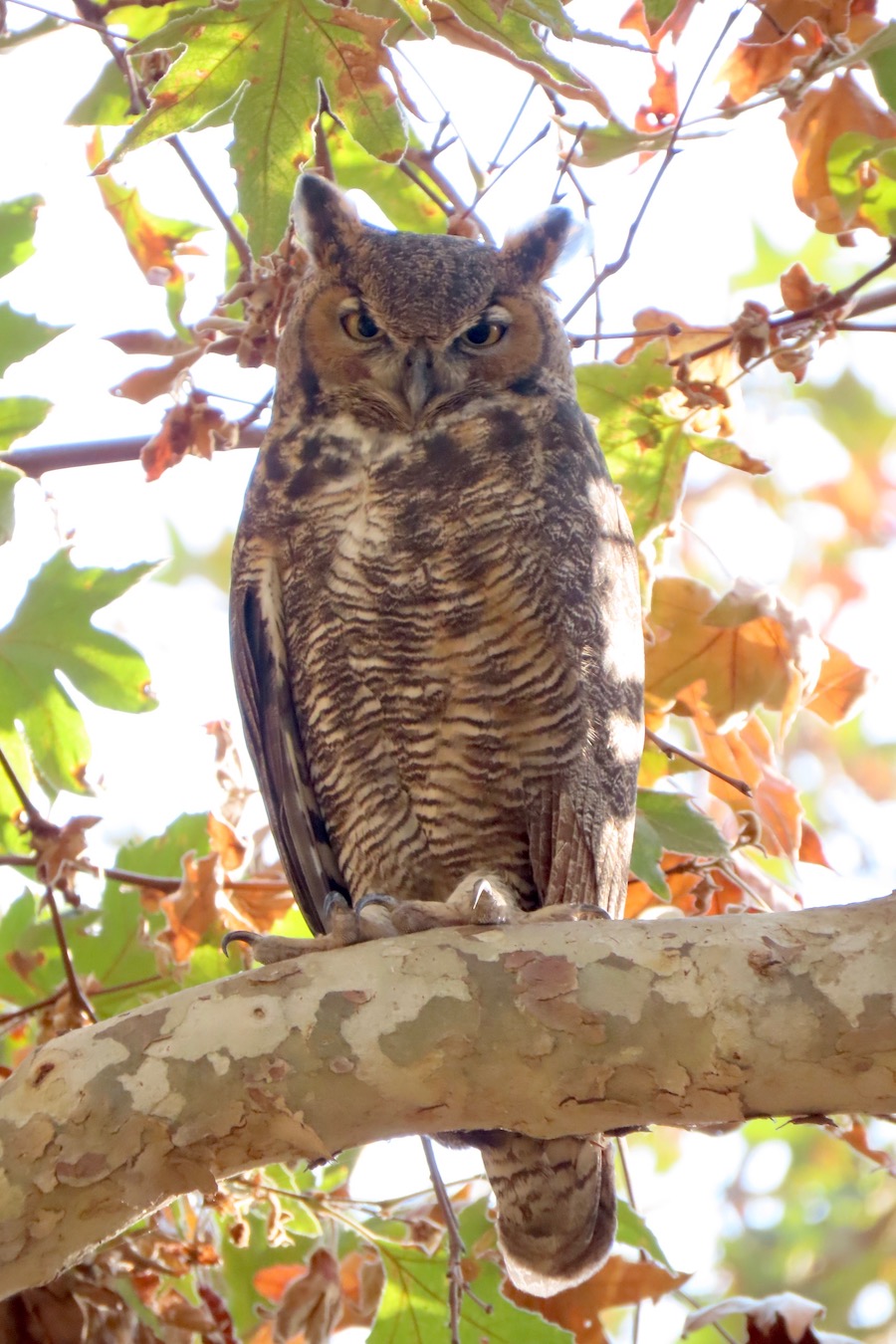 Great Horned Owl, Lower Arroyo Seco. Photo by Max Brenner
