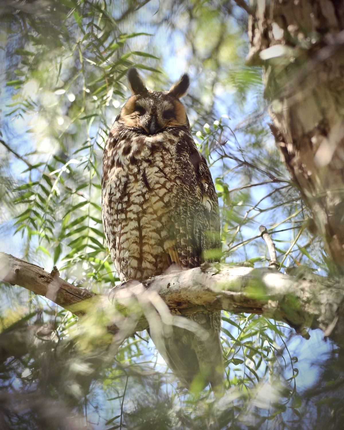 Long-eared Owl, Ventura County. Photo by Caleb Peterson