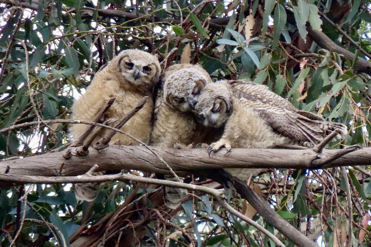 Great Horned Owlets, Lower Arroyo Seco. Photo by Max Brenner