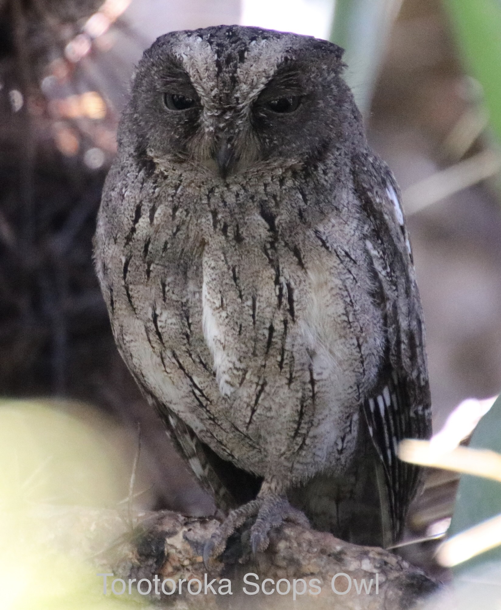 Torotoroka Scops Owl, Madagascar. Photo by George Reich