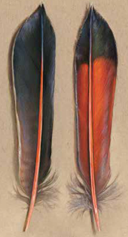 Catherine Hamilton feather painting