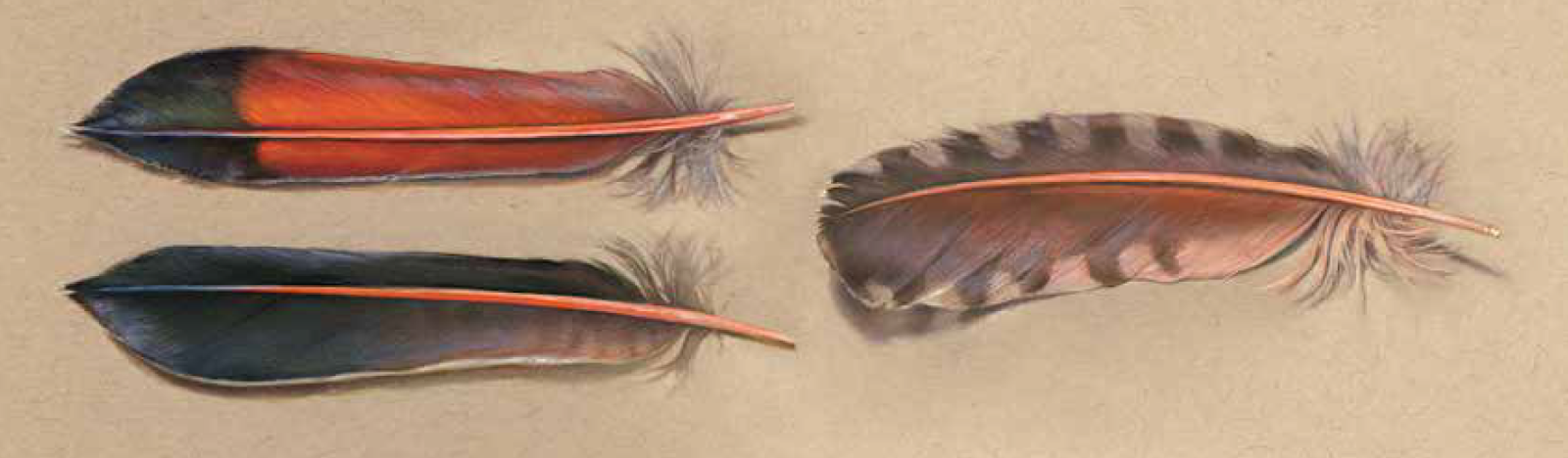Catherine Hamilton feather painting