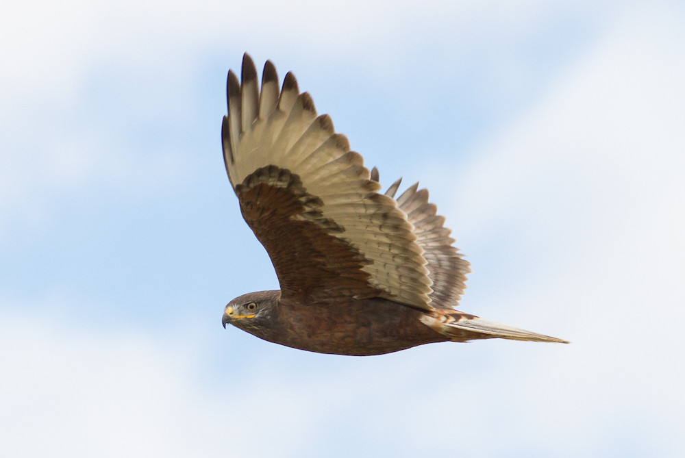 Ferruginous Hawk