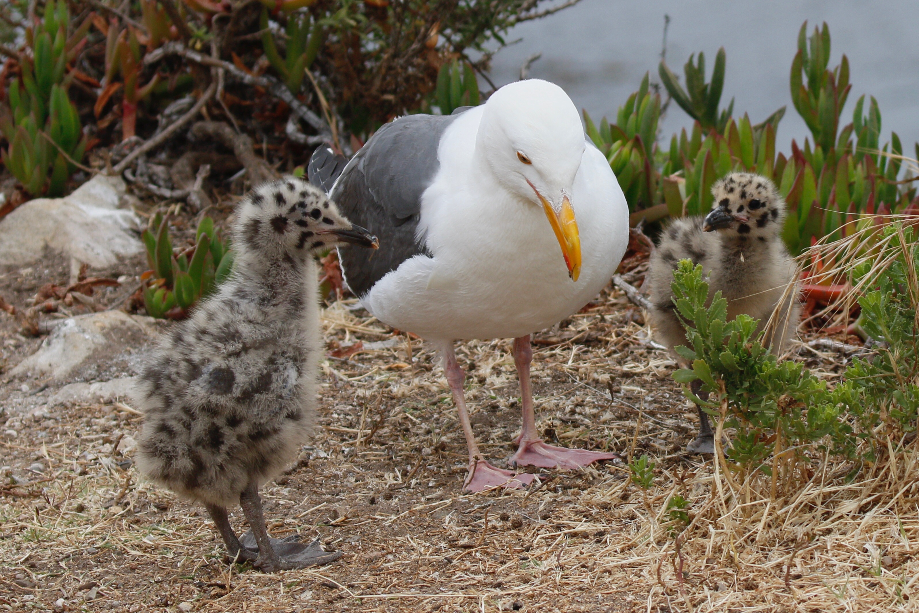 Western Gull with young