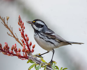 Black-throated Gray Warbler. Photo courtesy of GoNative