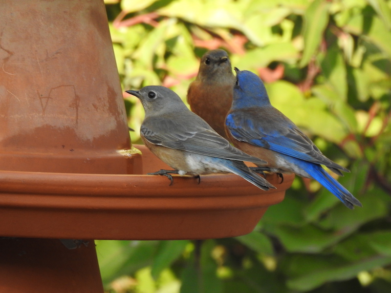 Western Bluebirds photo by Lois Brunet