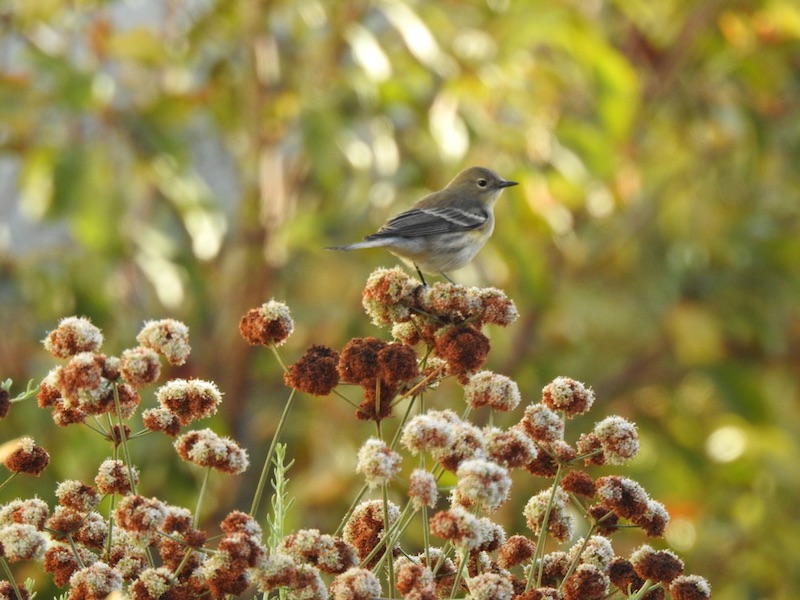 Yellow-rumped Warbler photo by Lois Brunet