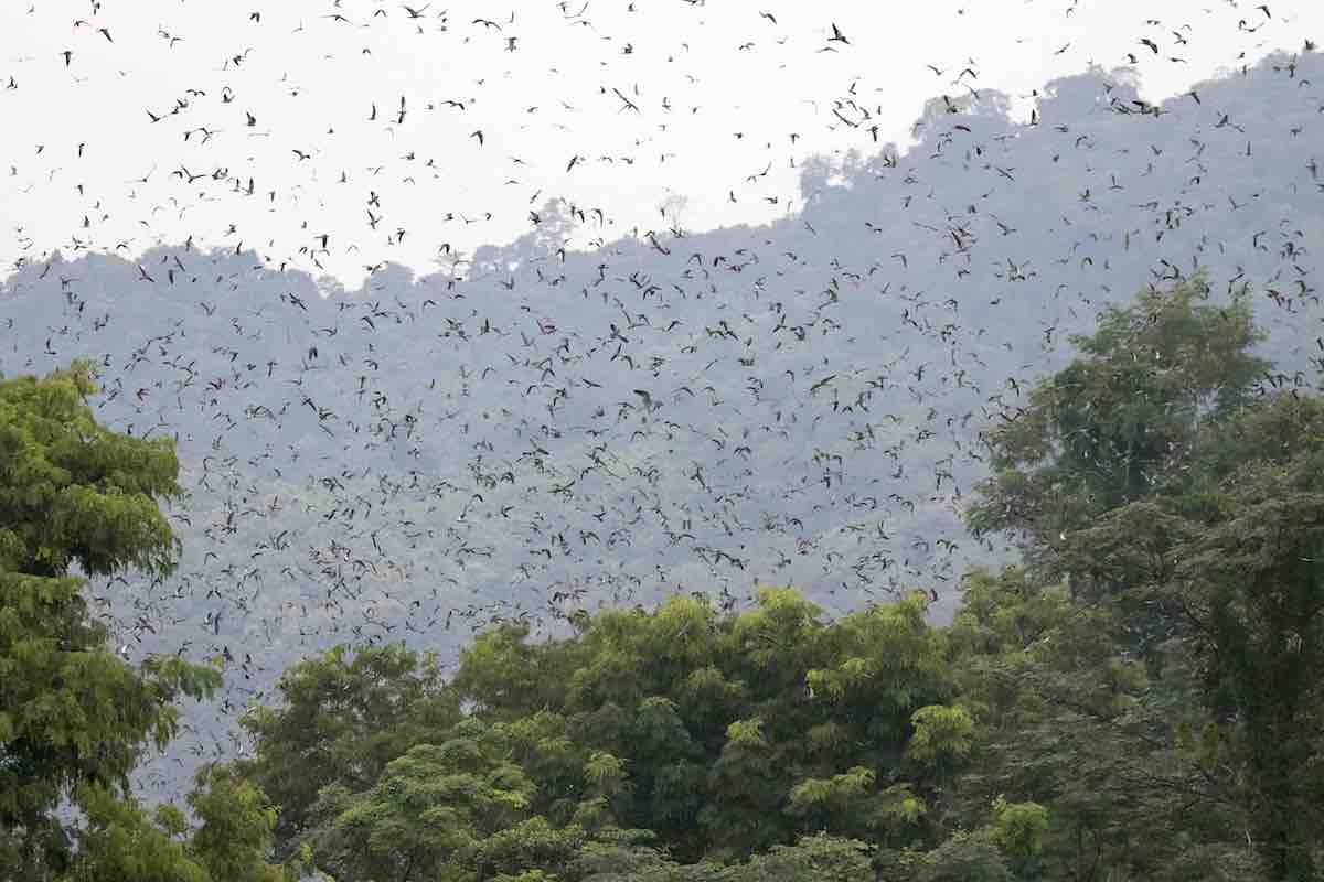 Tens of thousands of Amur falcons lift off from their nighttime roost in Nagaland, India, a few of the millions that crowd these remote mountains each autumn en route to Africa.