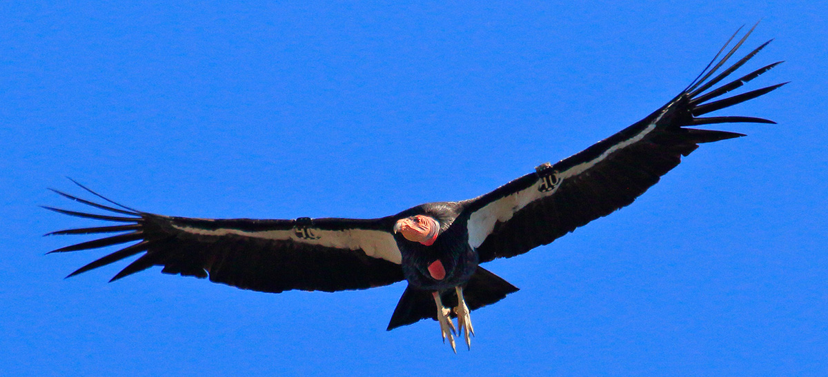 Photo of California Condor