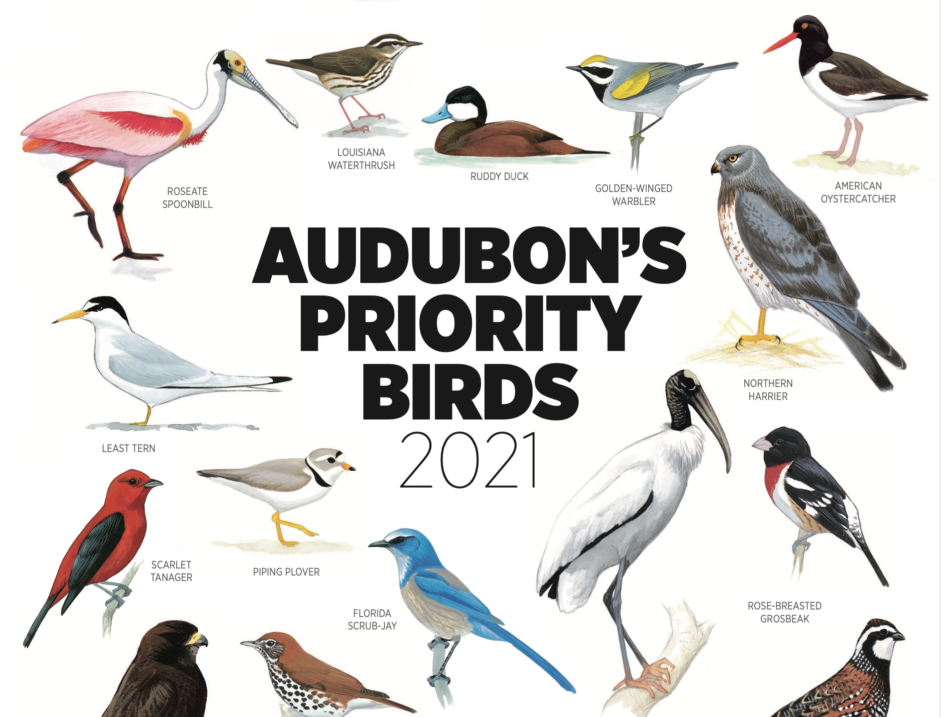 Cover of the Audubon Priority Birds Report 2021