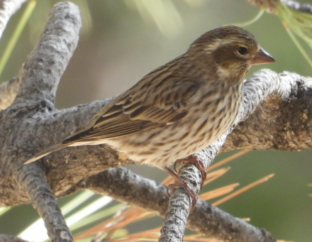 Upcoming Field Trips | Pasadena Audubon Society