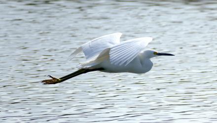 Upcoming Field Trips | Pasadena Audubon Society